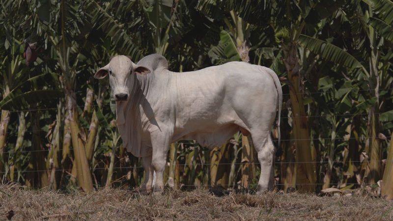 “Mundão Rural” – Notícias: 35 touros estarão disponíveis para o Leilão Nelore Catuni C3
