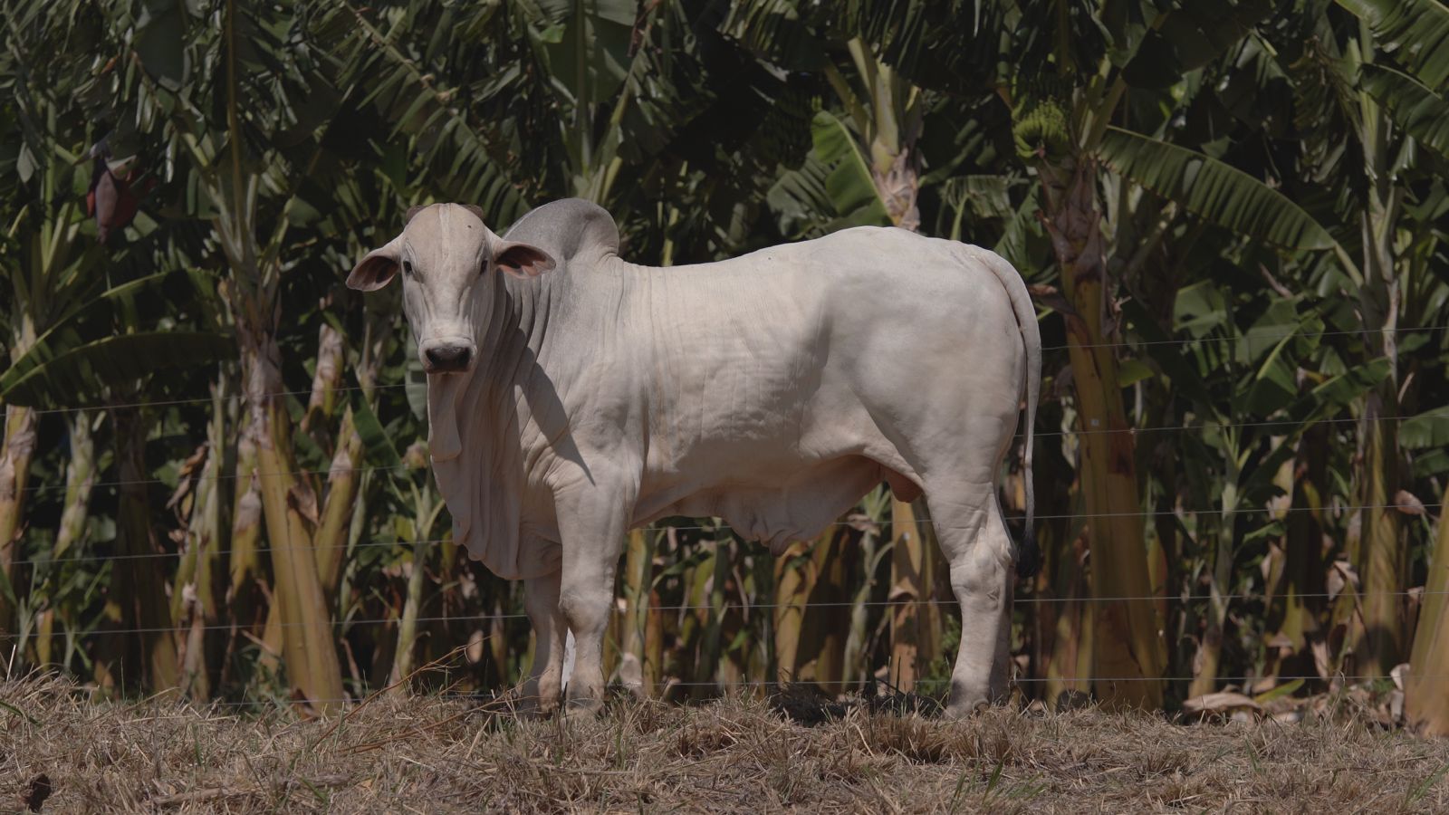 “Mundão Rural” – Notícias: 35 touros estarão disponíveis para o Leilão Nelore Catuni C3