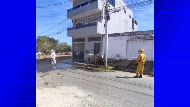 Bombeiros atendem ocorrência de ataque de abelhas