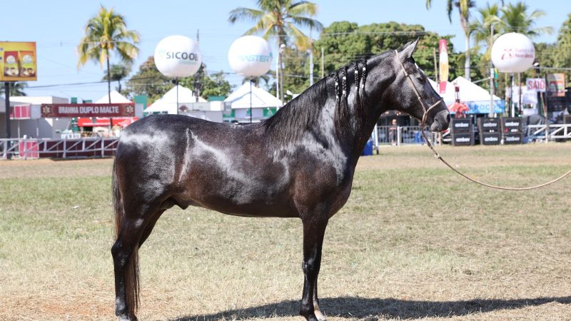 51ª Expomontes: Abertas as inscrições para a Exposição Especializada do Mangalarga Marchador