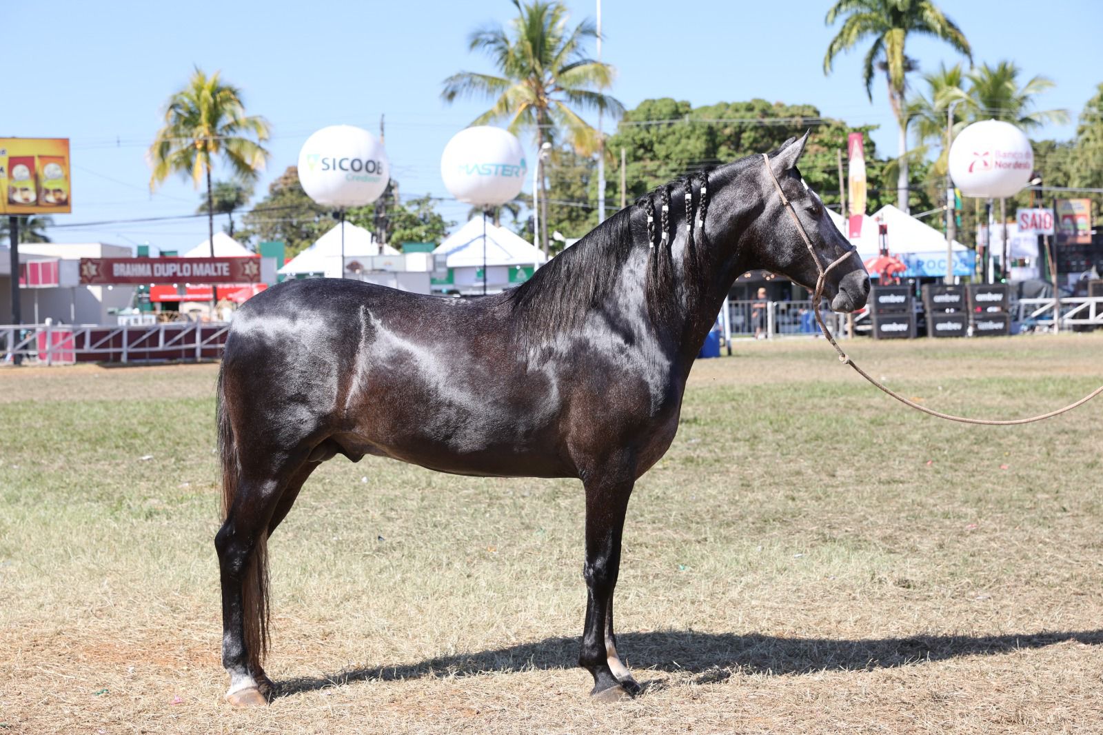 51ª Expomontes: Abertas as inscrições para a Exposição Especializada do Mangalarga Marchador