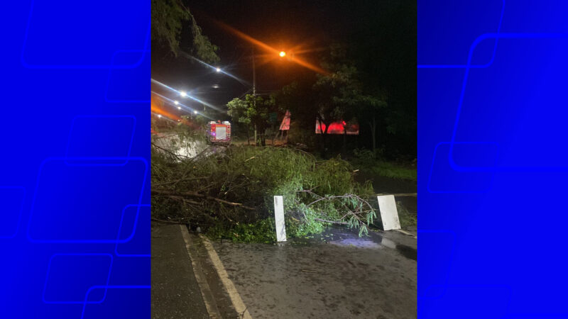 Montes Claros registra queda de árvores após fortes chuvas; Bombeiros atendem 25 ocorrências
