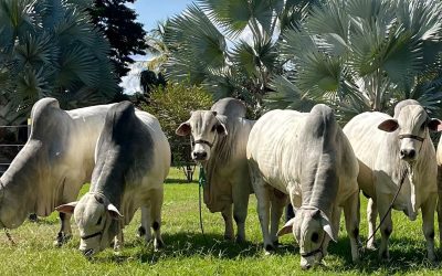 Animais que estarão no 20 Leilão OMJ