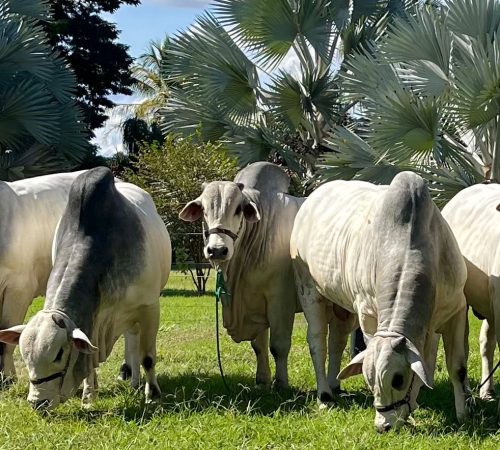 Animais que estarão no 20 Leilão OMJ