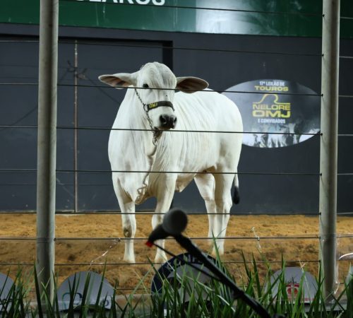 Leilão 01
